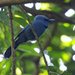 Blue Paradise-Flycatcher - Photo (c) Carmelo López Abad, some rights reserved (CC BY-NC), uploaded by Carmelo López Abad
