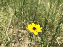 Coreopsis basalis