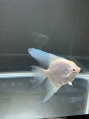 Pterophyllum scalare