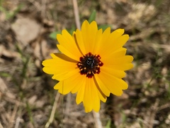 Coreopsis basalis