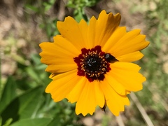 Coreopsis basalis