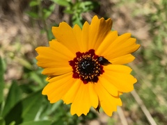 Coreopsis basalis