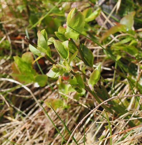 common bilberry