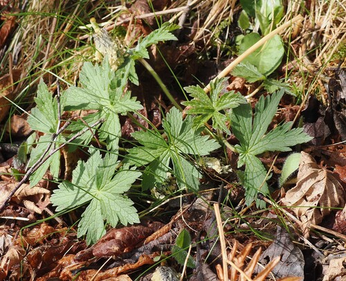 wood crane's-bill