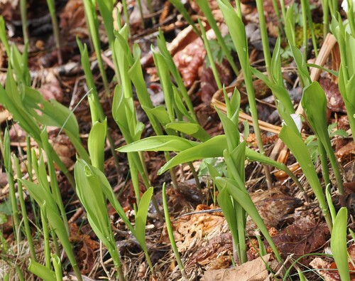 European lily of the valley