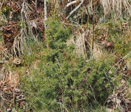 common juniper