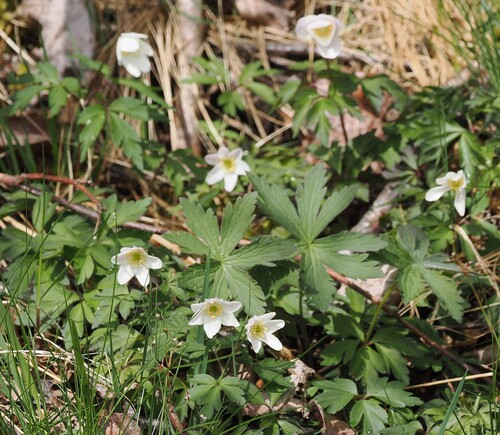 wood anemone
