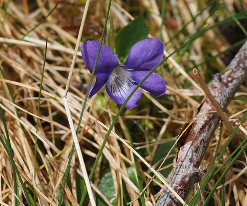 common dog-violet