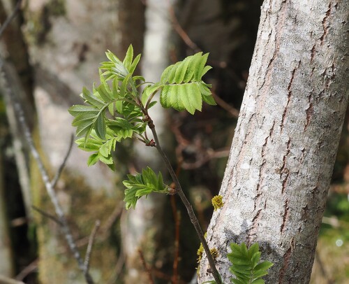 European mountain ash