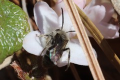 Andrena bradleyi