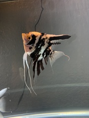 Pterophyllum scalare