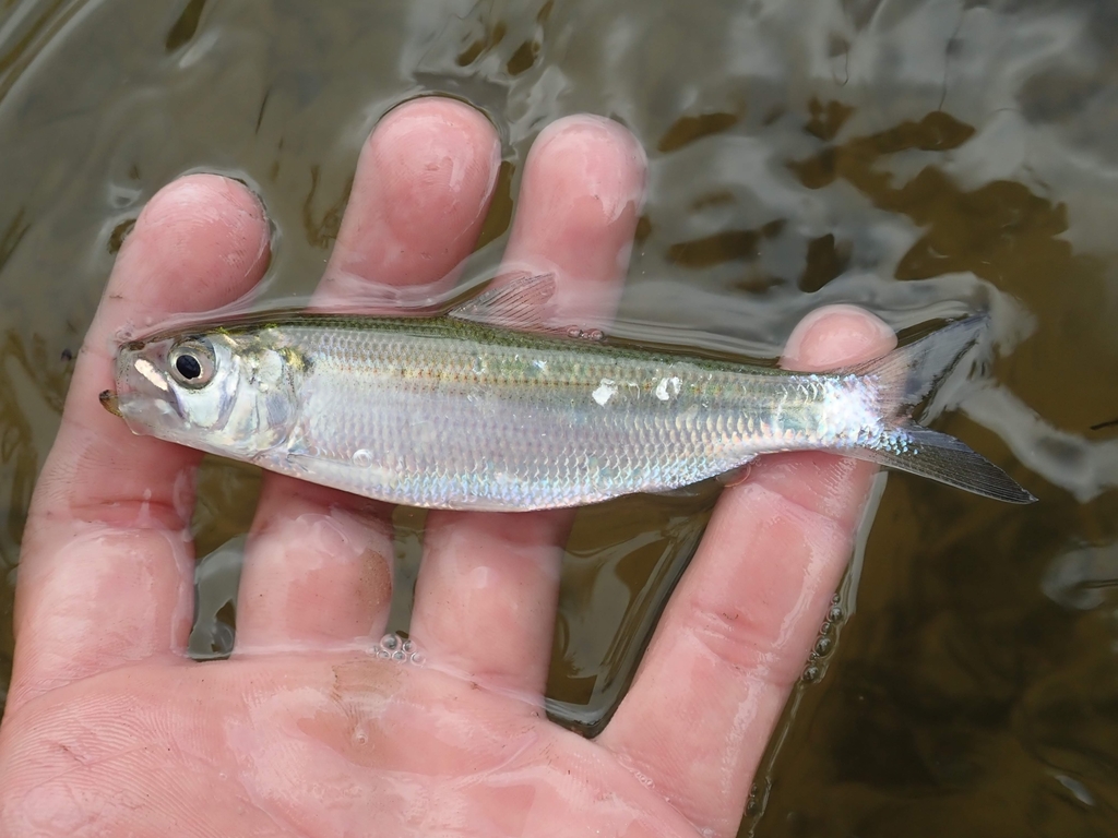 Alabama Shad