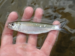 Alosa alabamae