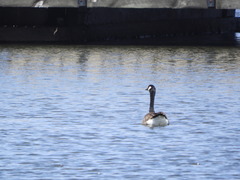 Branta canadensis