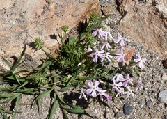 Phlox stansburyi