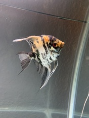 Pterophyllum scalare