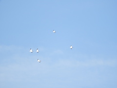 Pelecanus erythrorhynchos