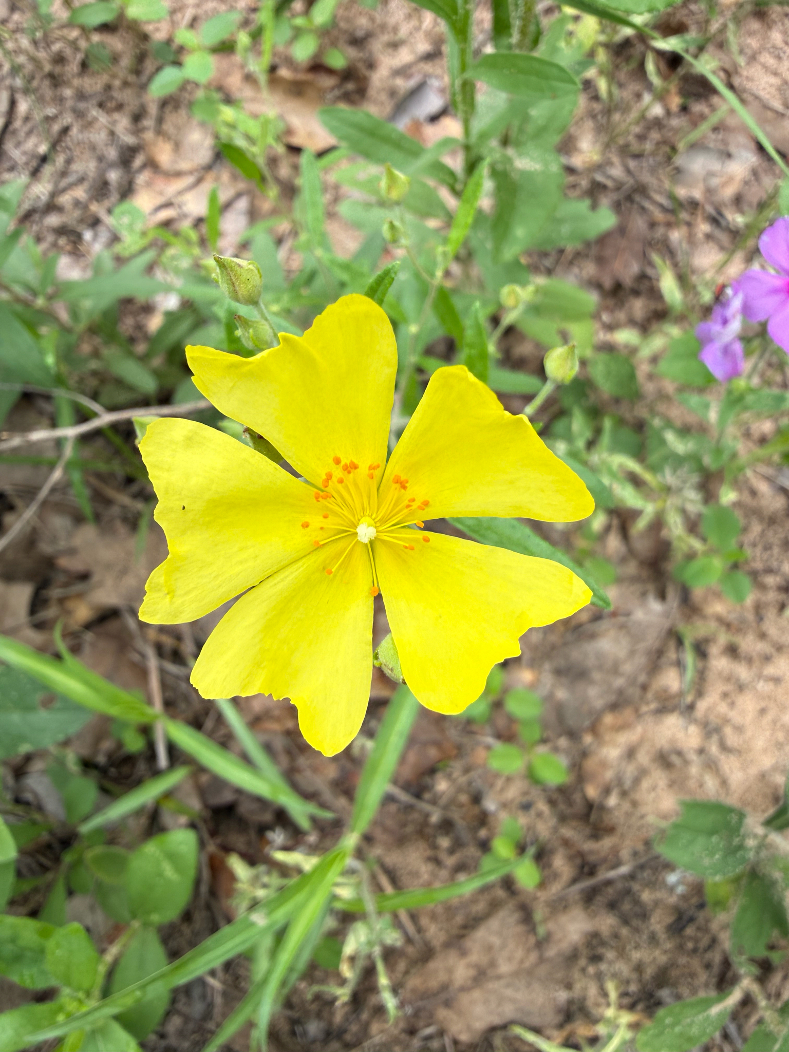 Imagem de Crocanthemum georgianum
