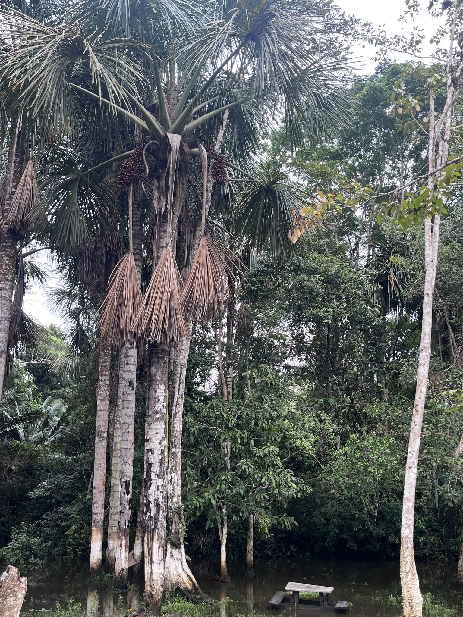 Mauritia flexuosa