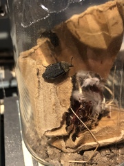 Thanatophilus lapponicus