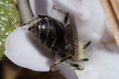 Andrena bradleyi