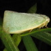 Flatid Planthoppers - Photo (c) Anita, some rights reserved (CC BY-NC)