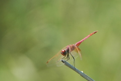 Trithemis annulata