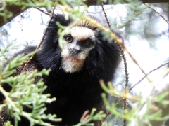 Callithrix aurita