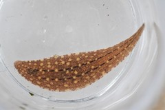 Glossiphonia elegans