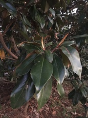Magnolia grandiflora