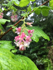 Ribes sanguineum glutinosum