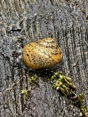 Helminthoglypta berryi