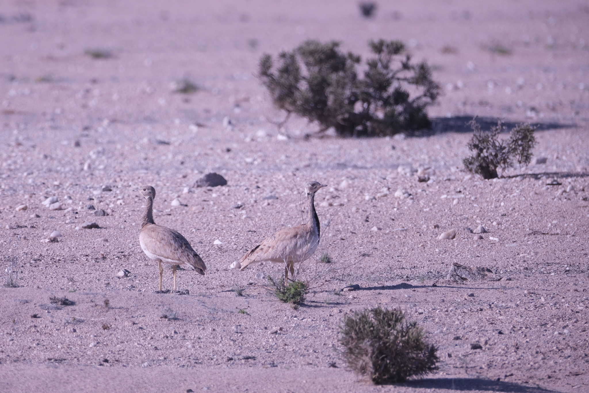 Rüppell's Korhaan (Heterotetrax rueppelii), photo 8