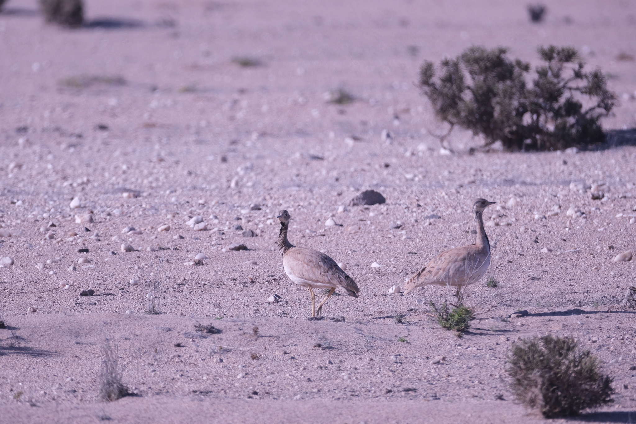 Rüppell's Korhaan (Heterotetrax rueppelii), photo 9