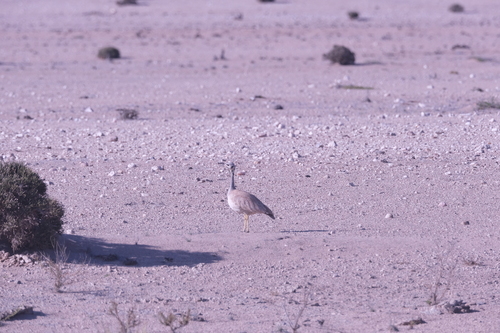 Rüppell's Korhaan (Heterotetrax rueppelii), photo 7