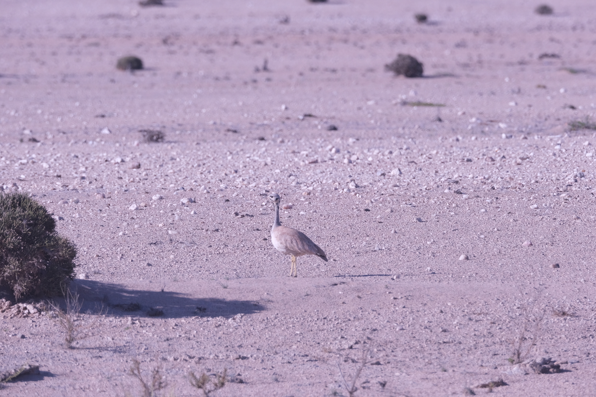 Rüppell's Korhaan (Heterotetrax rueppelii), photo 7
