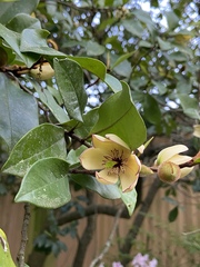 Magnolia figo