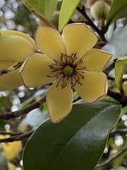 Magnolia figo