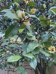 Magnolia figo
