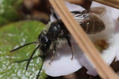 Andrena bradleyi
