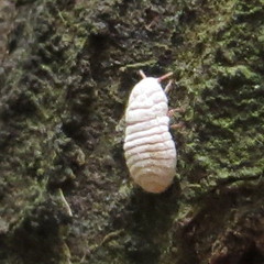 Coelostomidia