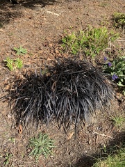 Ophiopogon planiscapus