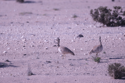 Rüppell's Korhaan (Heterotetrax rueppelii), photo 10
