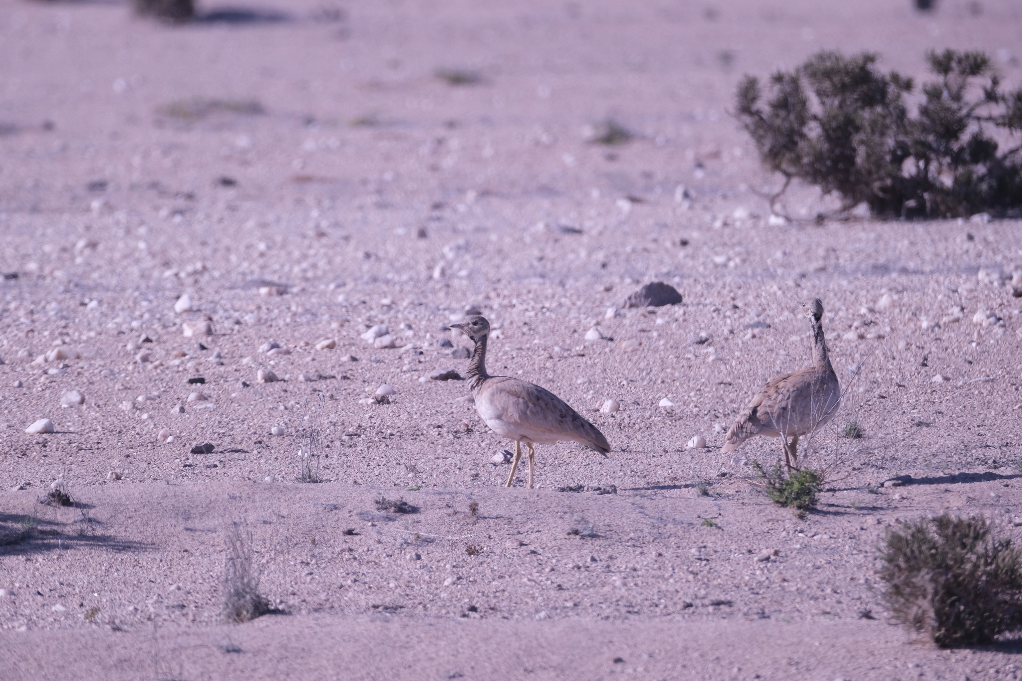 Rüppell's Korhaan (Heterotetrax rueppelii), photo 10