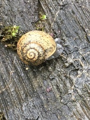 Helminthoglypta berryi