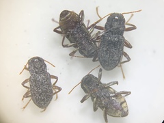 Microcylloepus