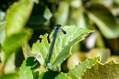 Cyanallagma interruptum