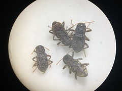 Microcylloepus