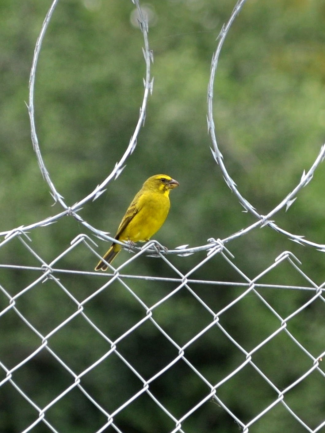Brimstone Canary (Crithagra sulphurata), photo 6