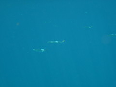 Hemiramphus brasiliensis